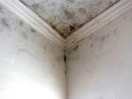 Best Commercial Mold Inspection  in Fairview, TX